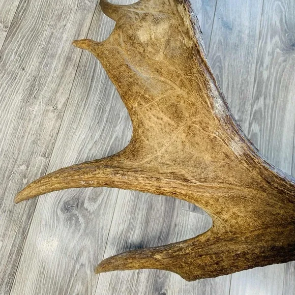 Naturally Shed Wild Moose Antler (Horn, Knife, Carving, Chew, Taxidermy) Full - Picture 9 of 16